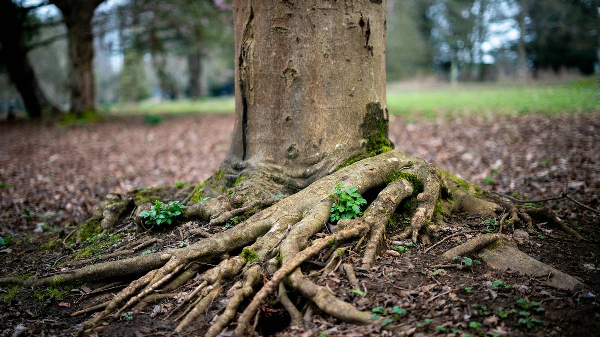 root bound tree