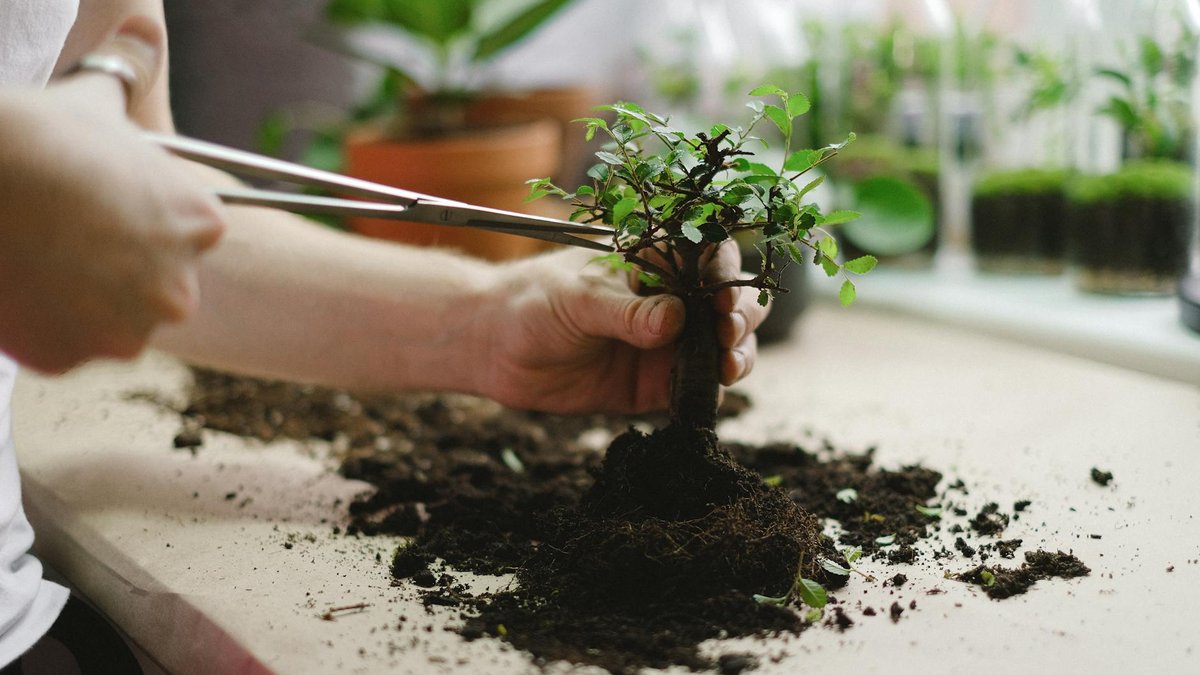 pruning roots