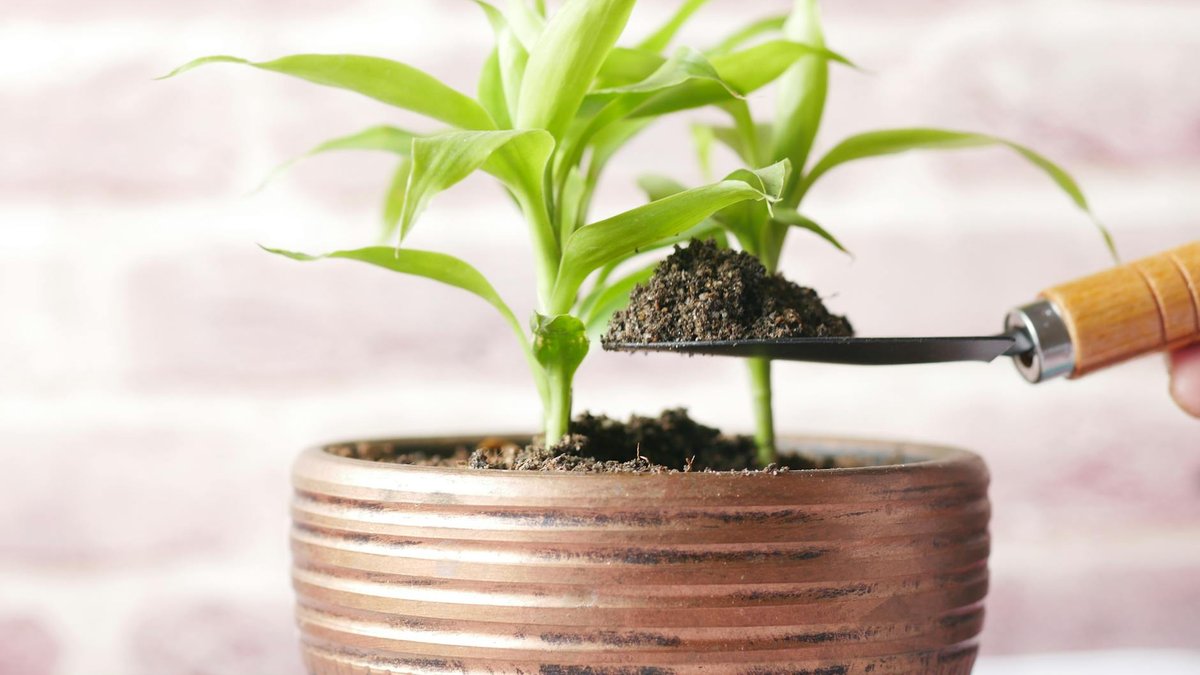 new potting soil