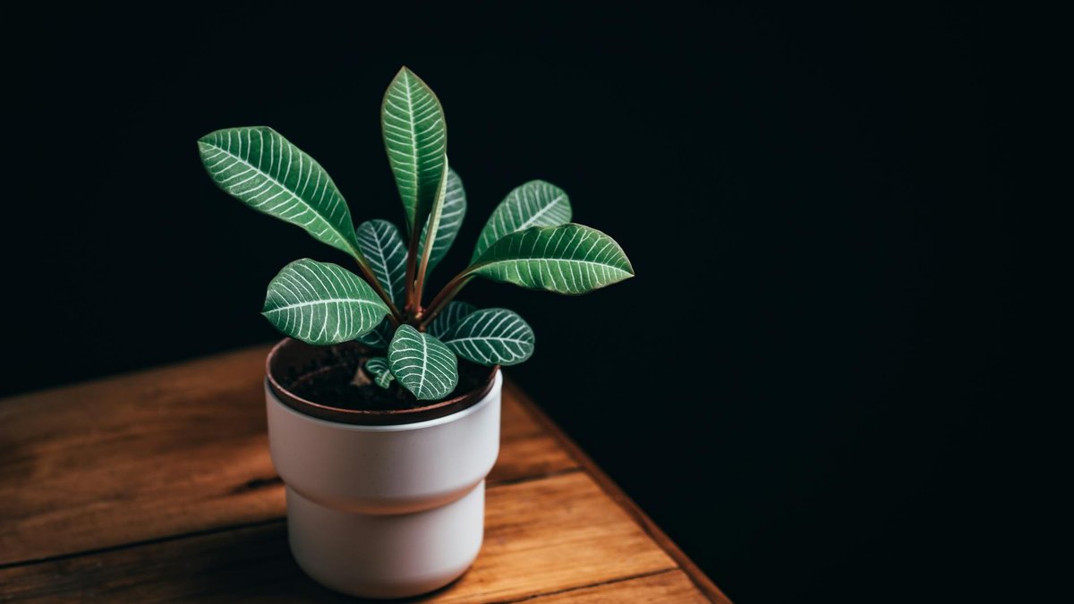 indoor plant
