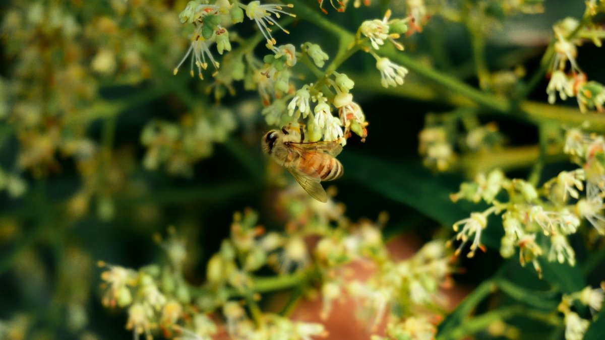 hand pollination fruit