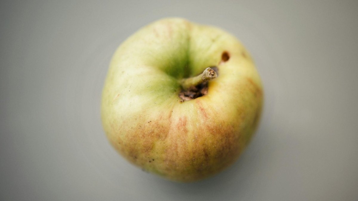 pomme fleur pollinisation