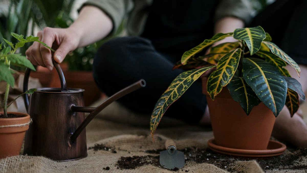 soaking plant pot