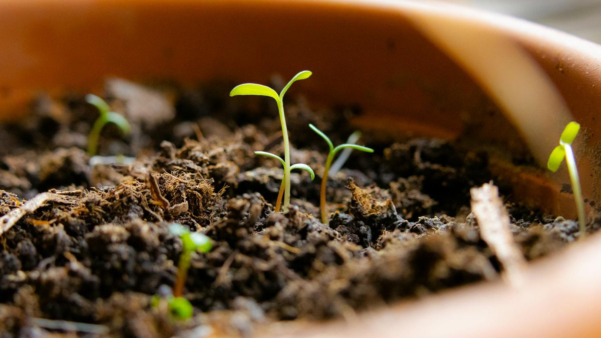 regenerate potting soil