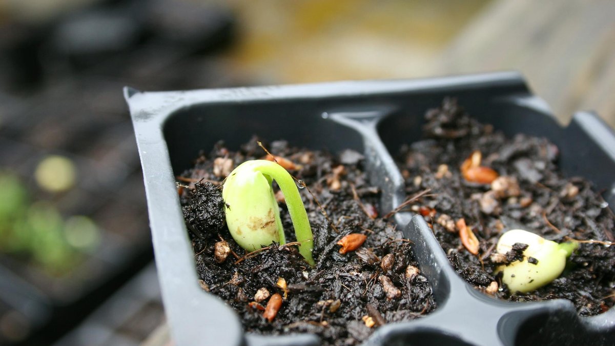seed starting soil