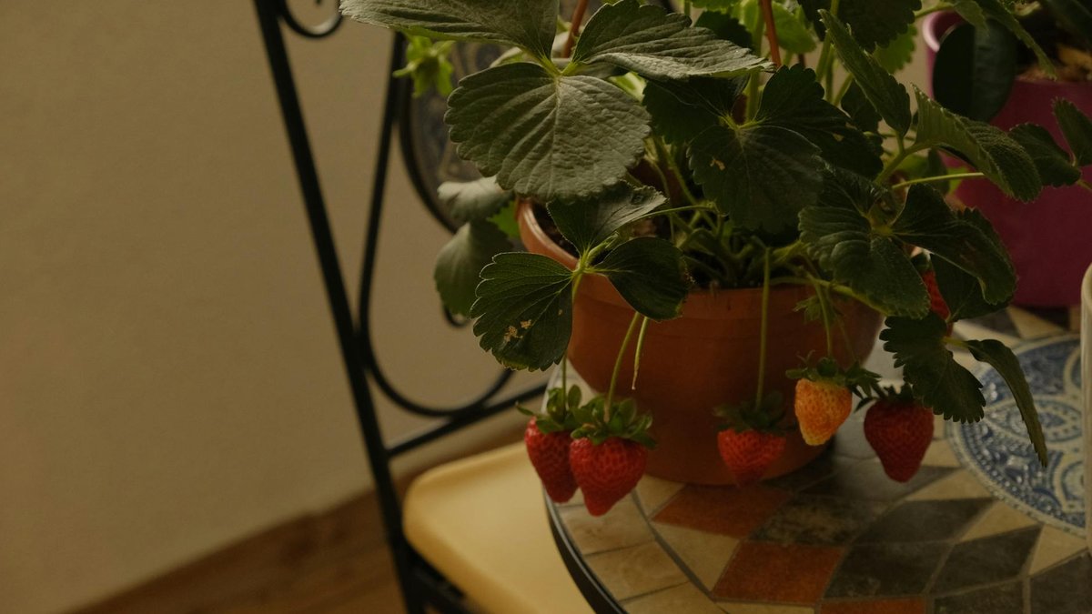h3:variété fraisier pot