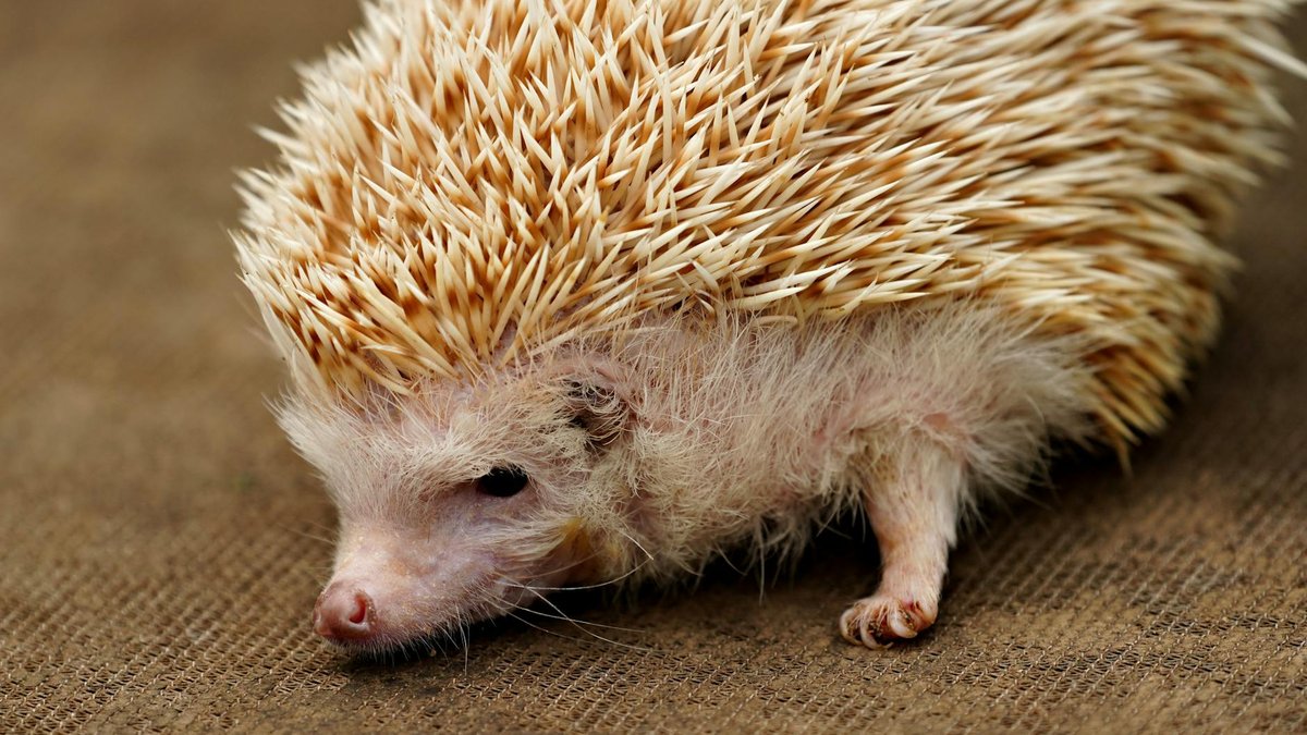 hedgehog raspberry