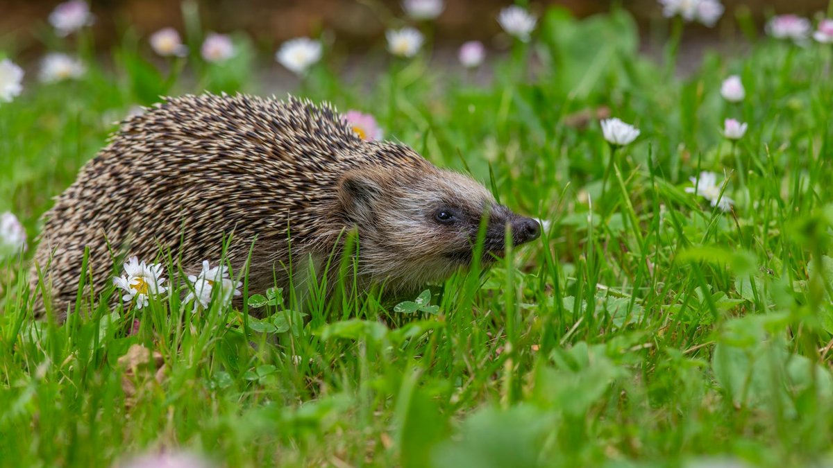 garden wildlife