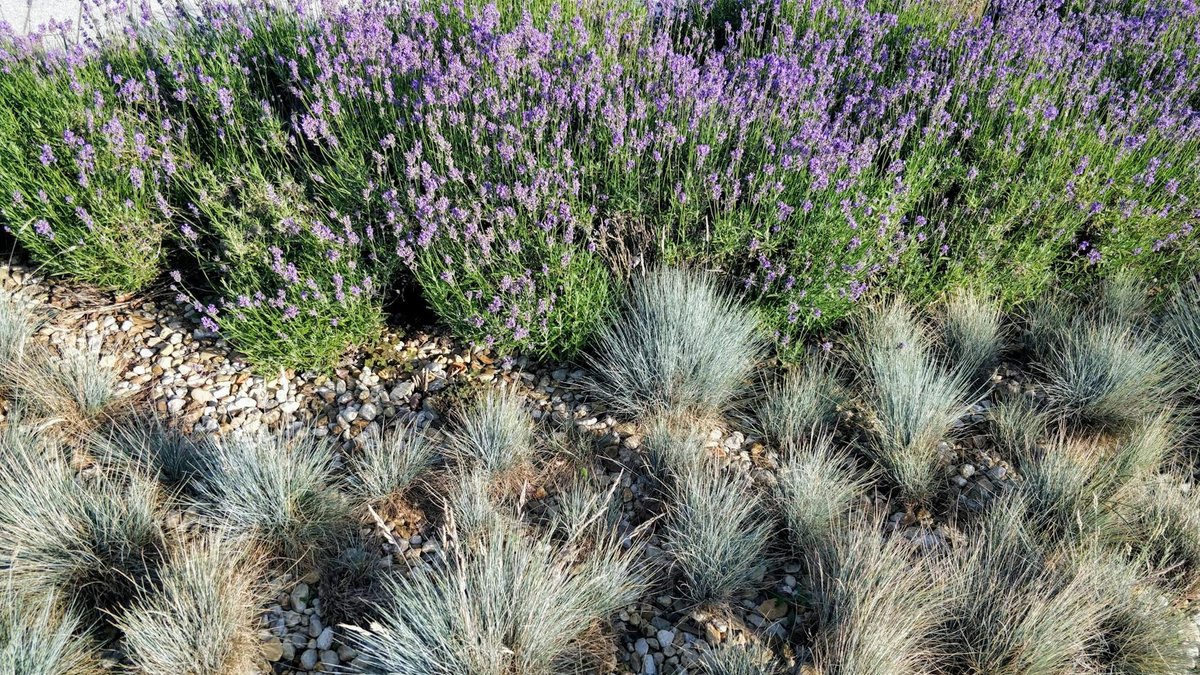 blue fescue festuca