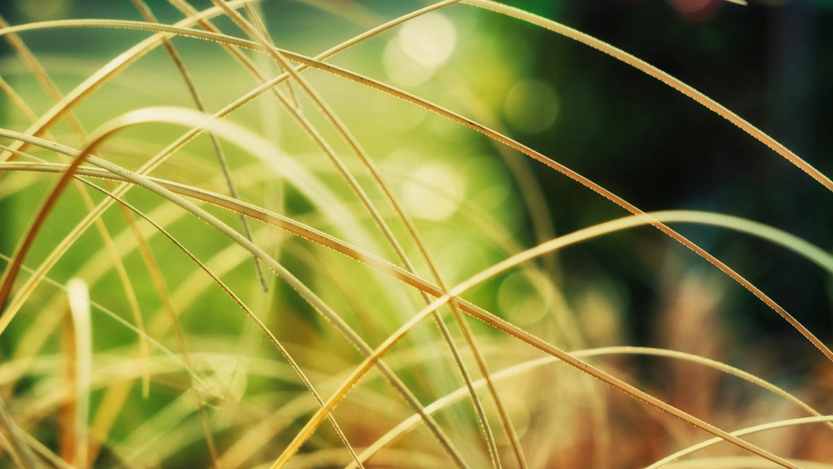 carex evergold