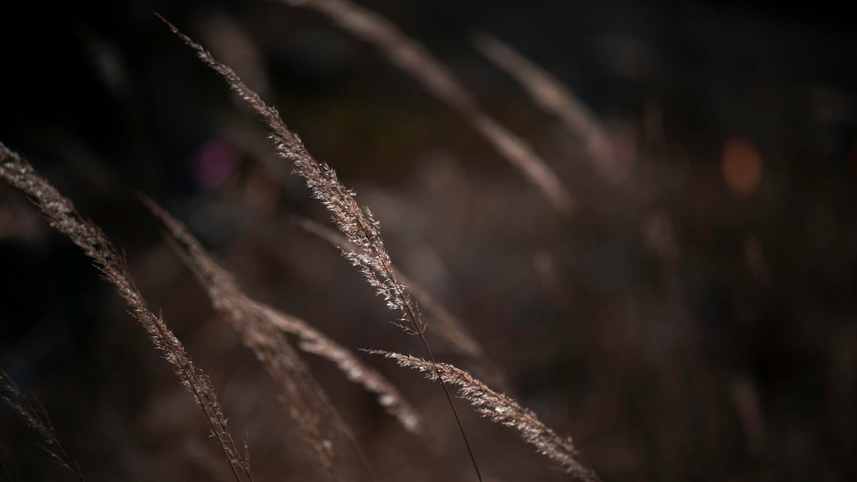 stipa gigantea