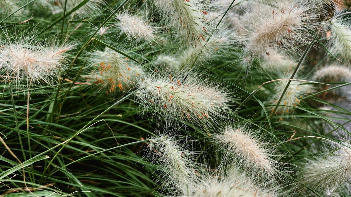 pennisetum hameln