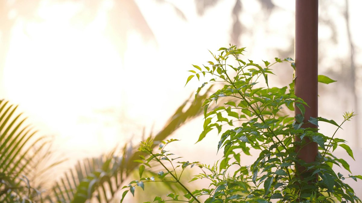 morning sunlight plants