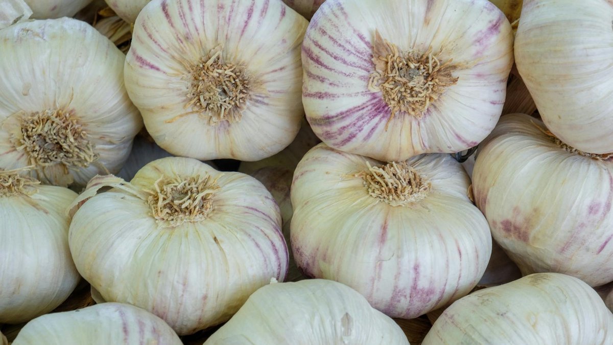 garlic planting soil