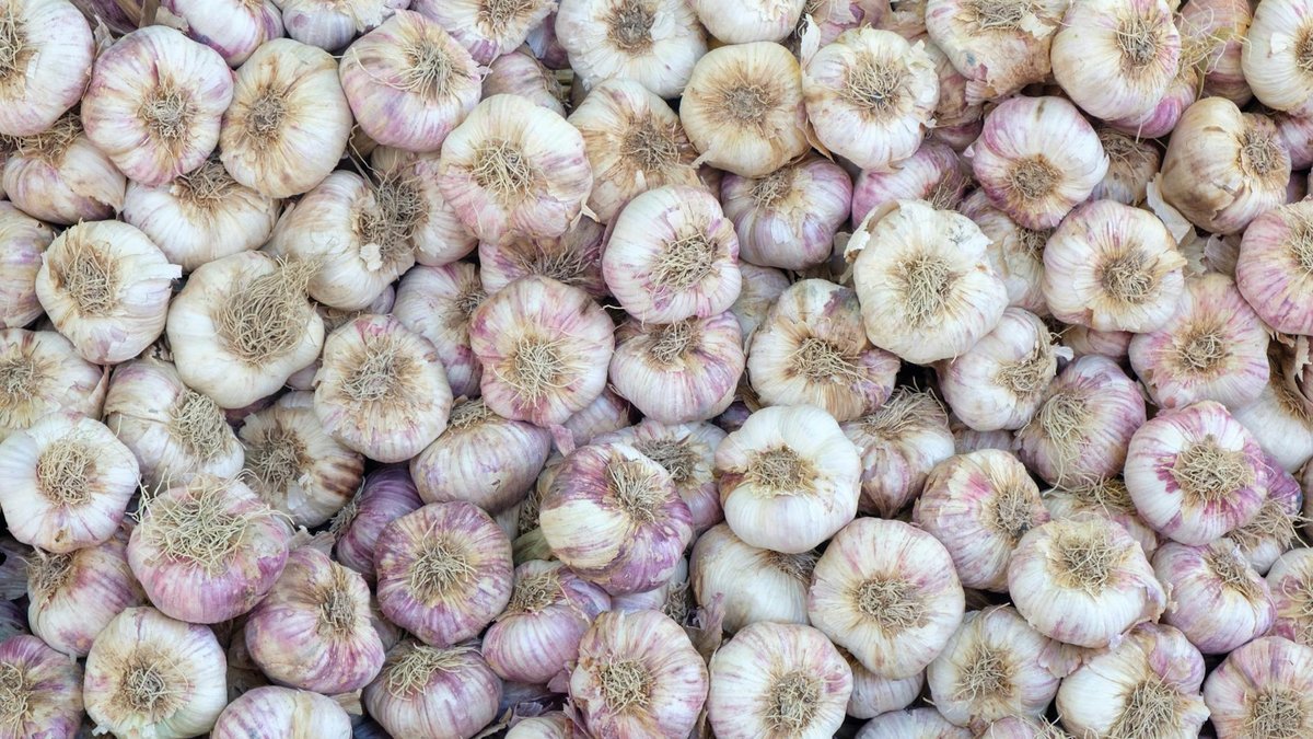 garlic watering