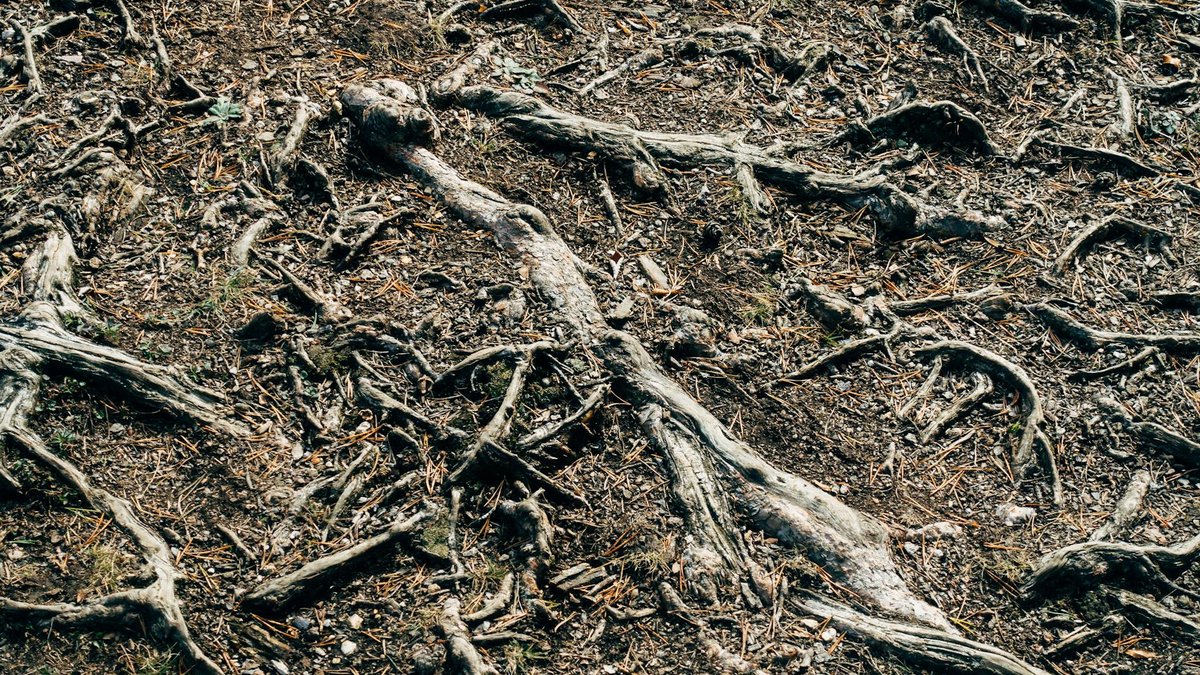 root competition