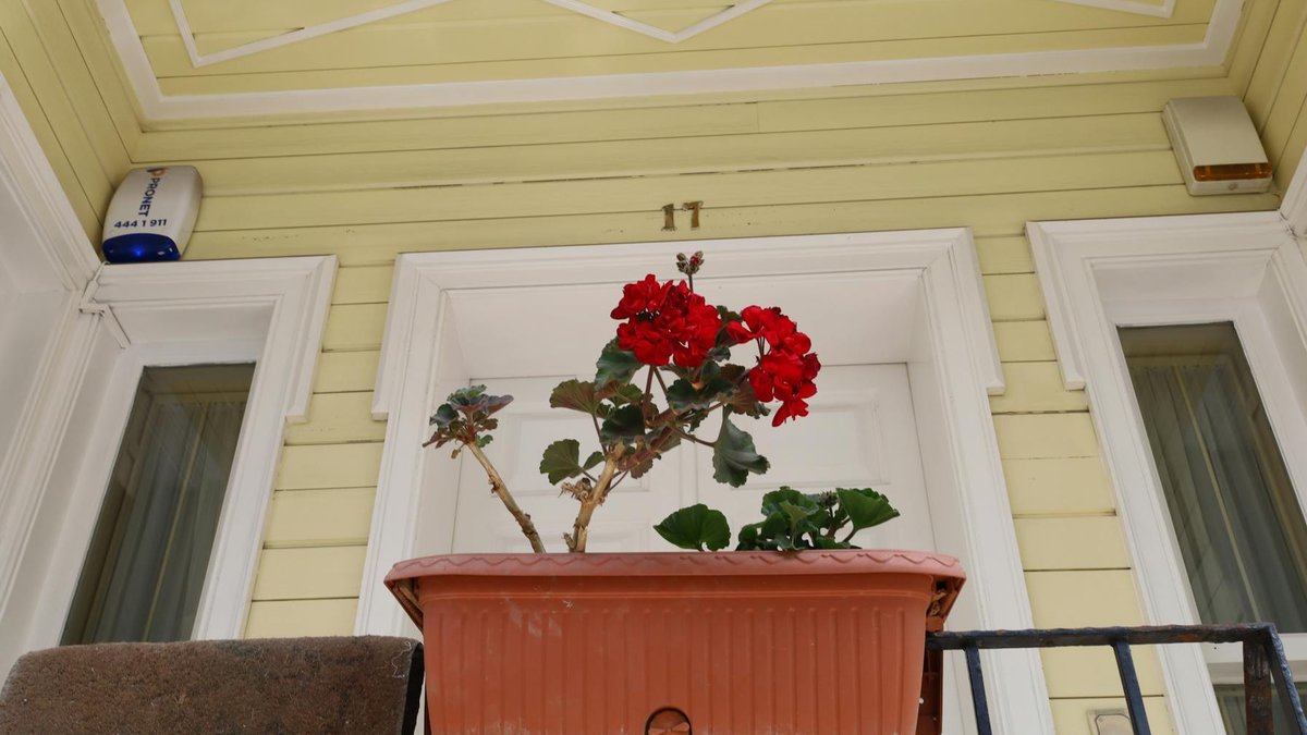 geranium flowers pot