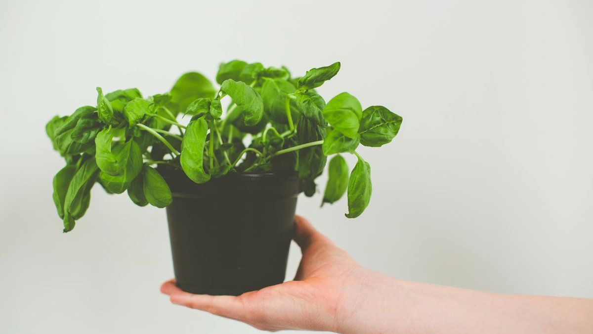 basil pot