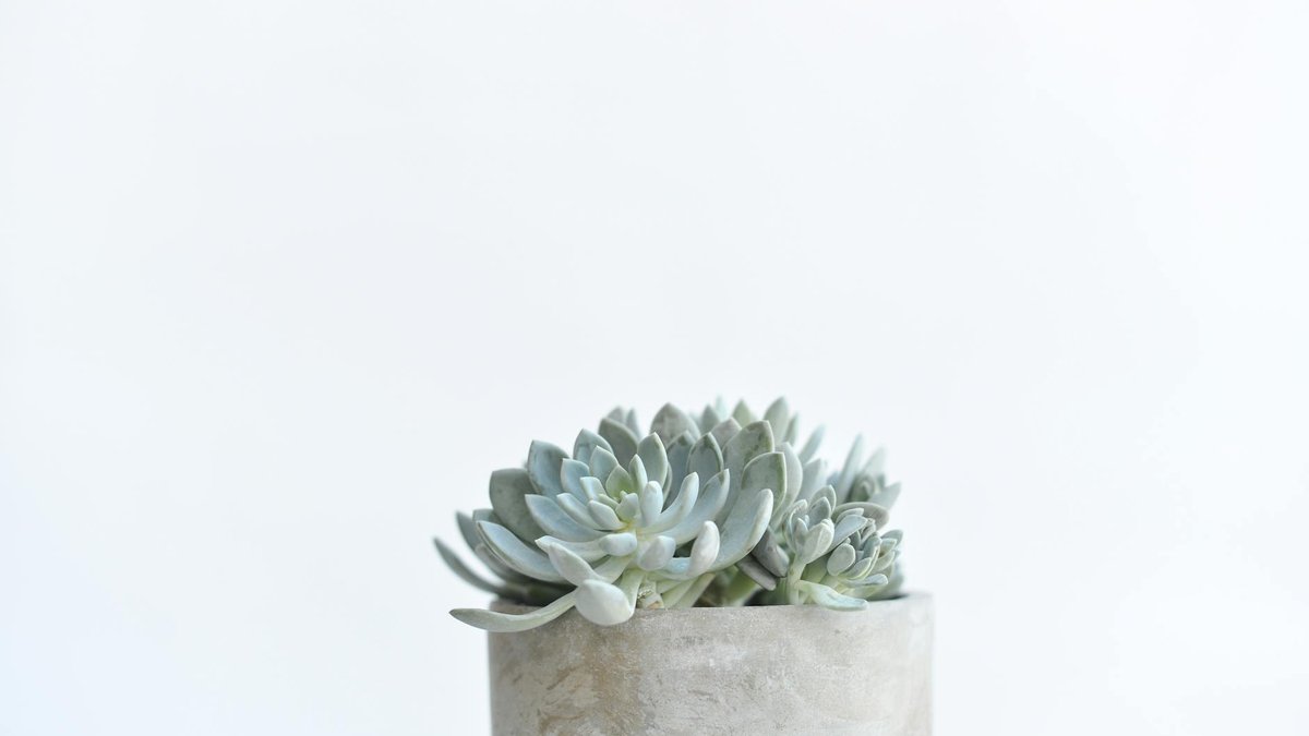 succulent arrangement pot