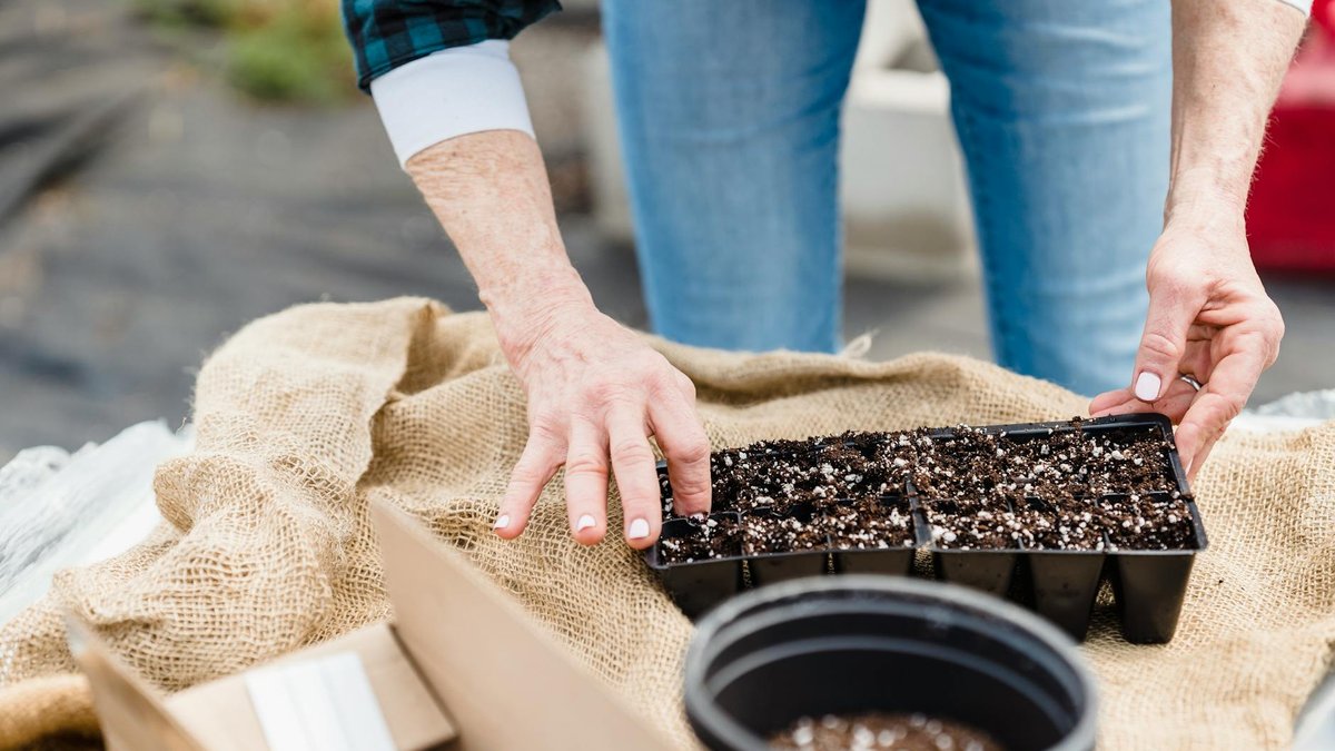 sowing catnip seeds
