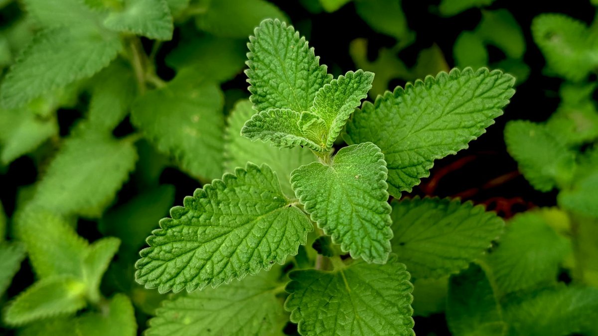 catnip indoor light