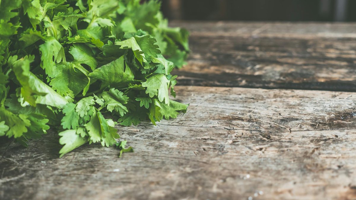 cilantro light window
