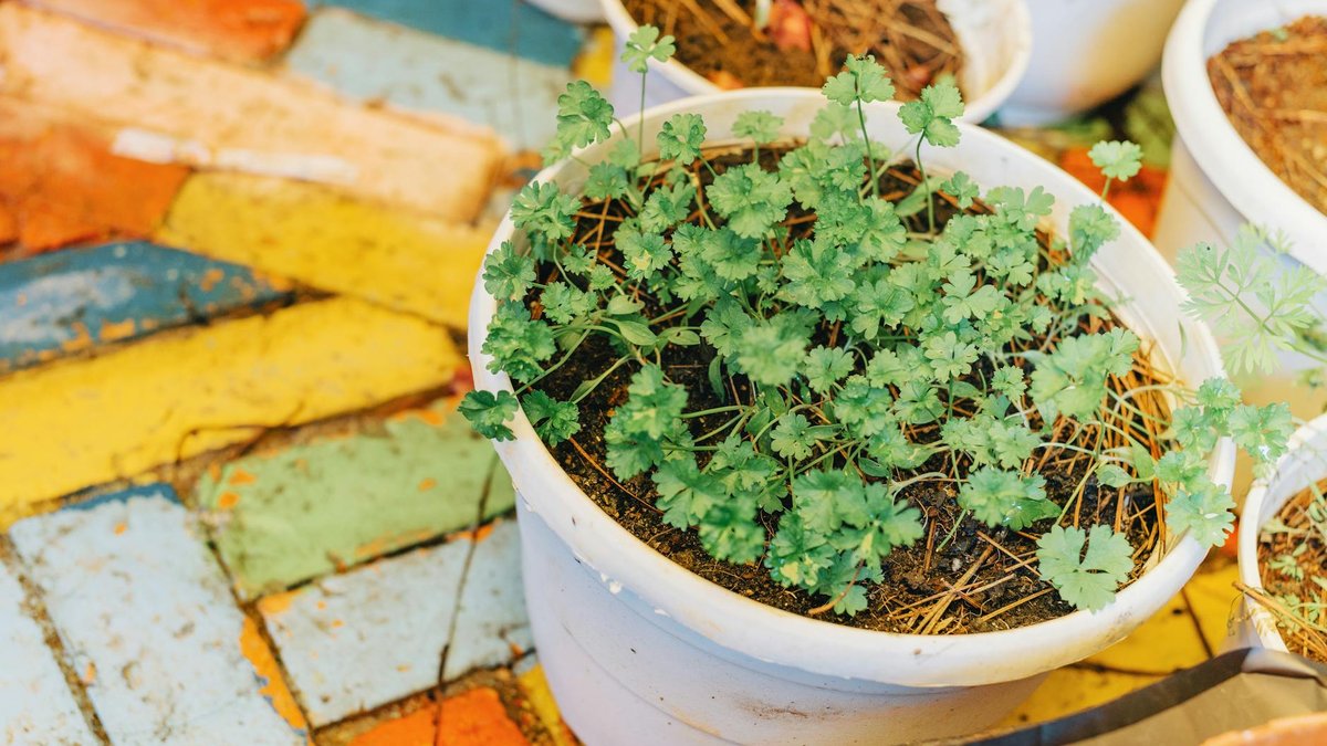 cilantro pot planting