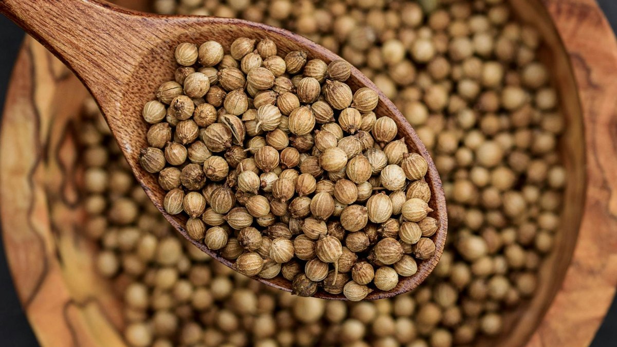 cilantro seed soaking