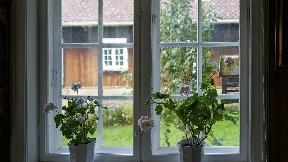 cold frame geranium