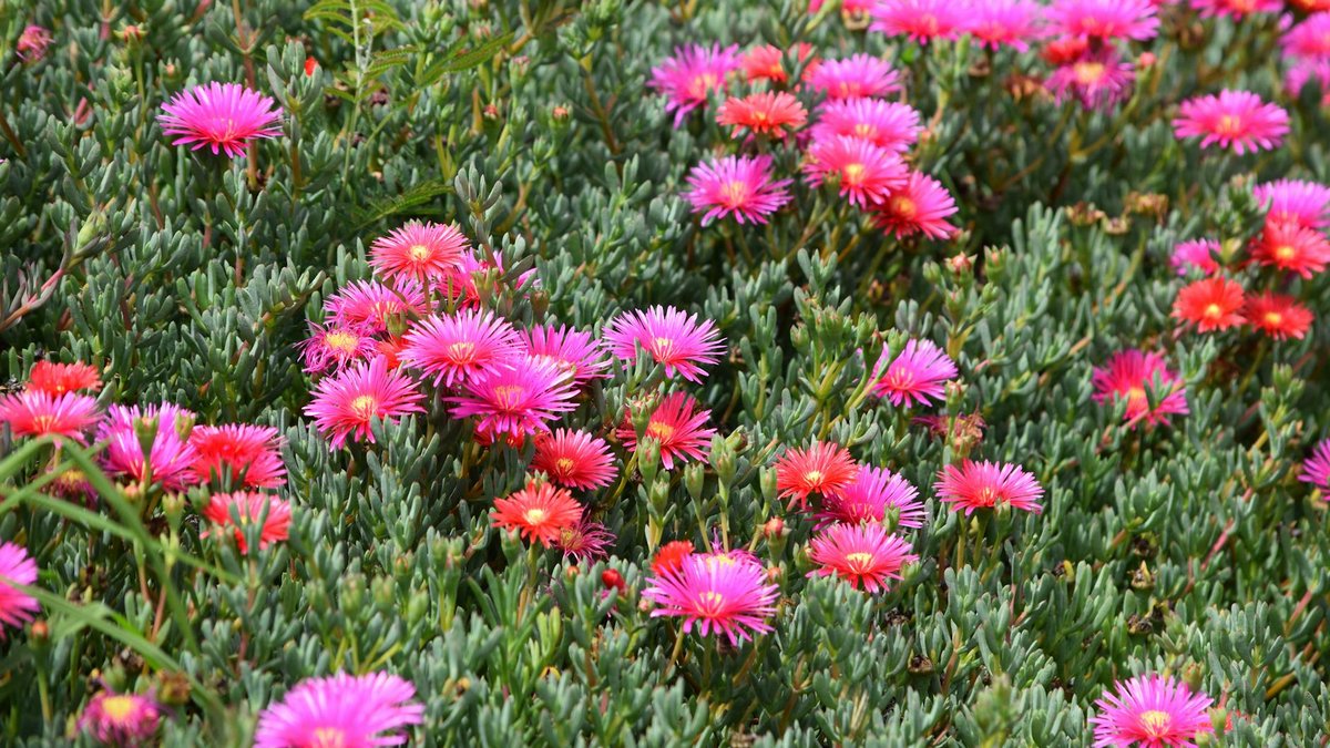 delosperma flowers