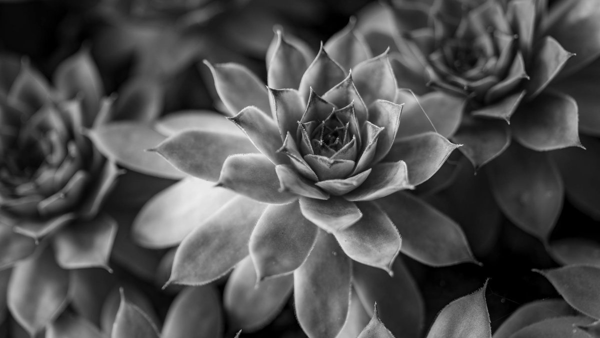 succulent rosette
