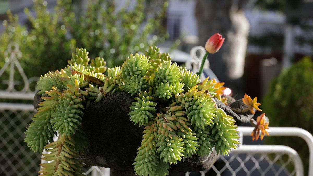 sedum morganianum