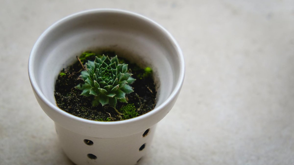 drainage pot succulent