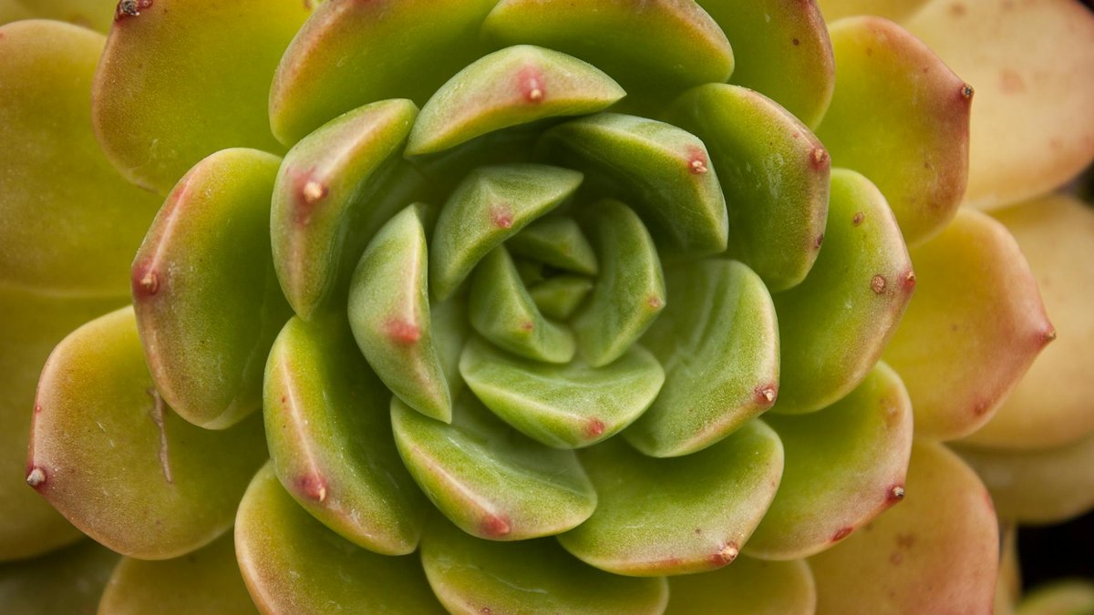 echeveria elegans