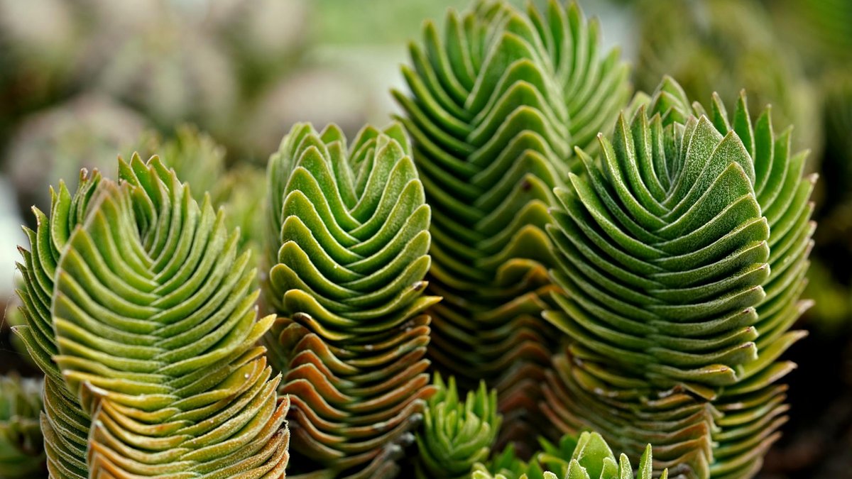 crassula succulent