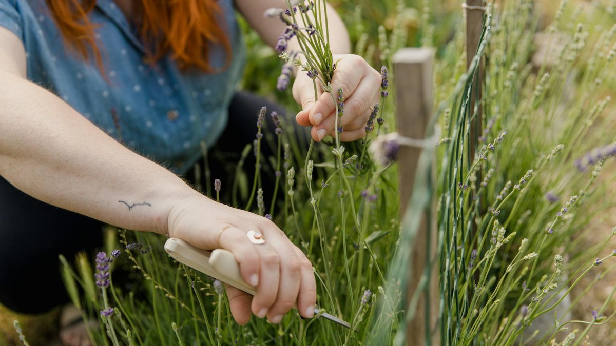 lavender pruning