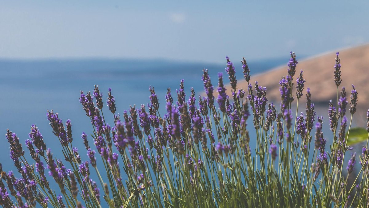 lavender bush