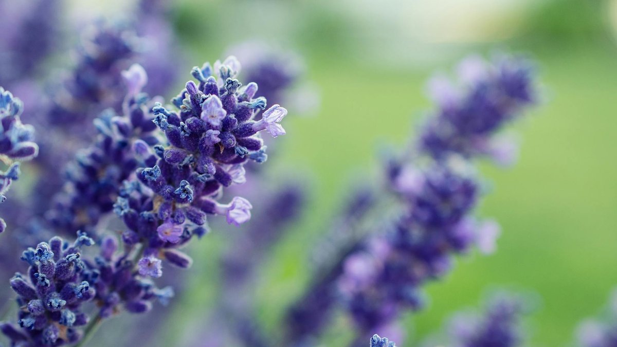 lavender flowers summer