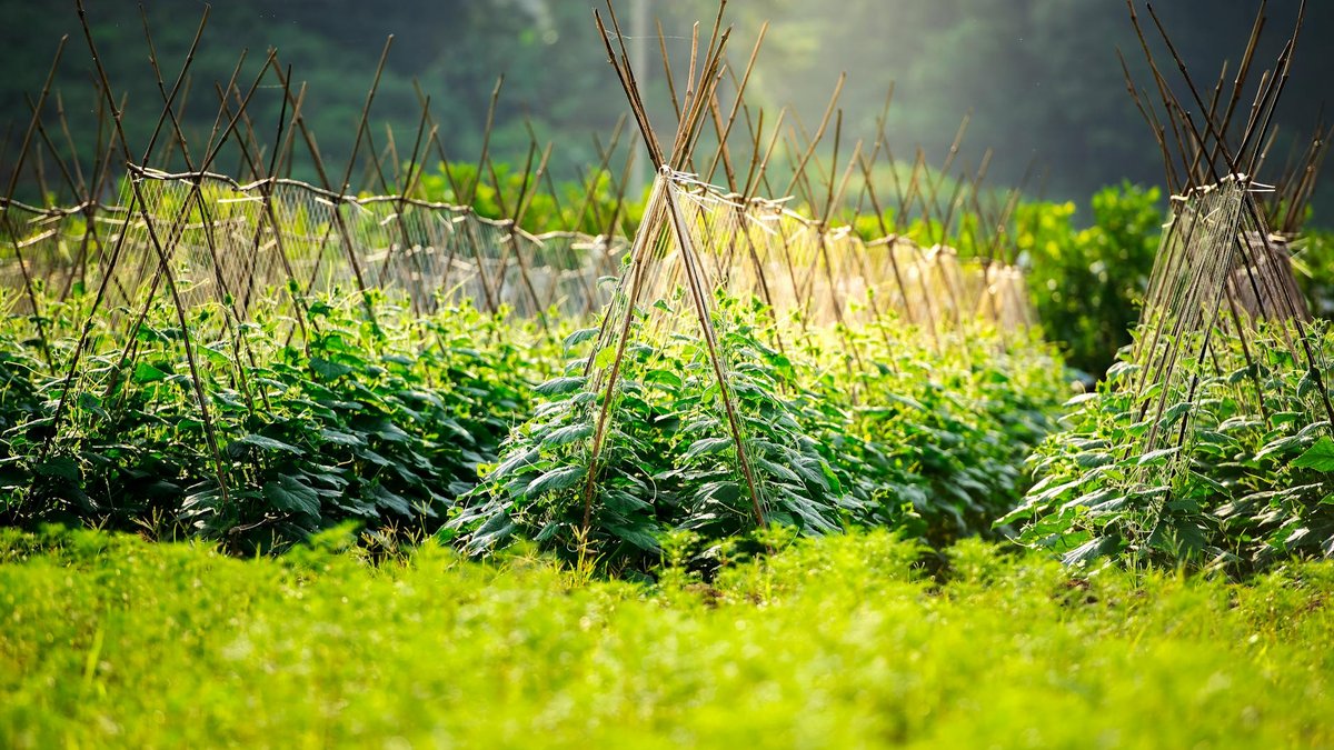 pole beans trellis