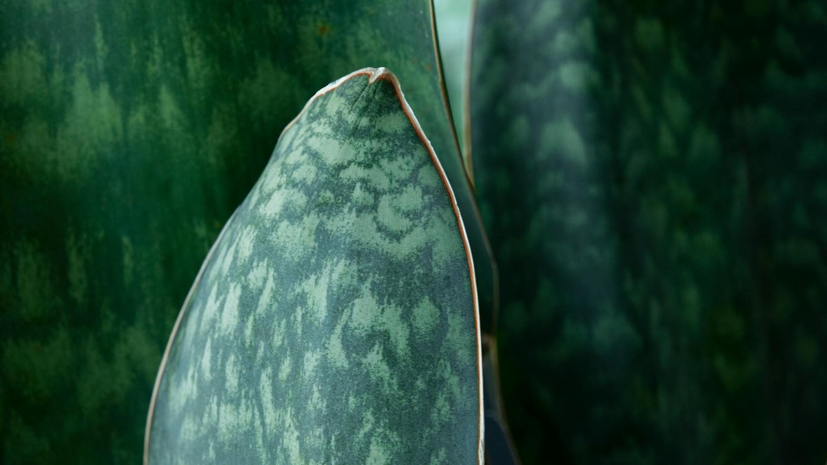 sansevieria
