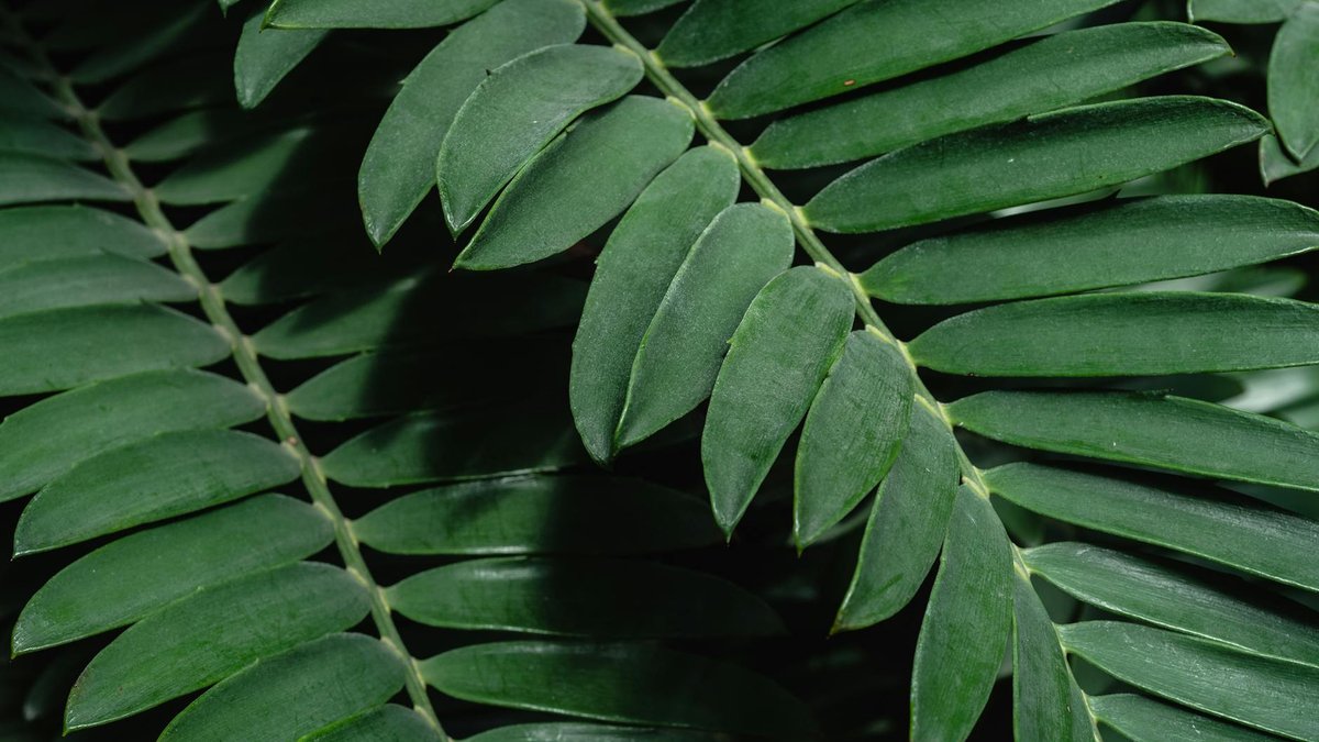 zamioculcas