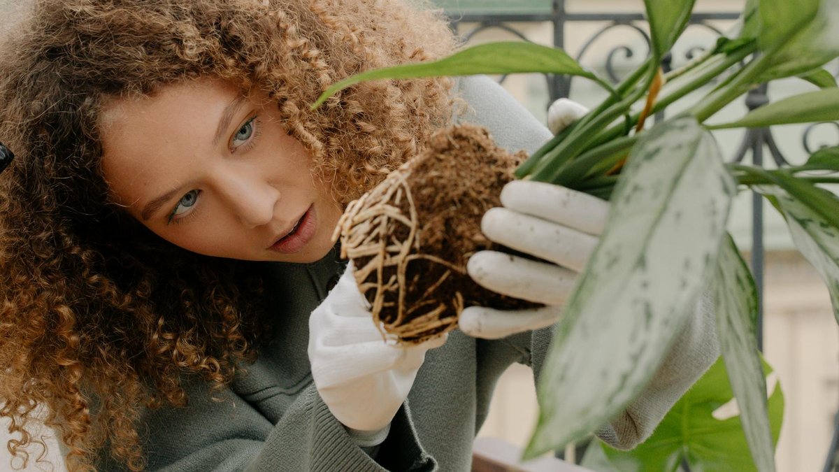 inspect roots