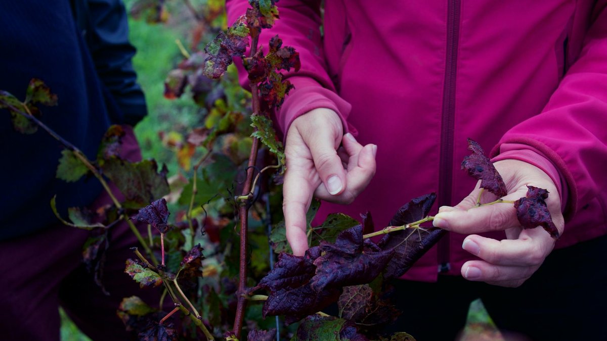 plant disease signs