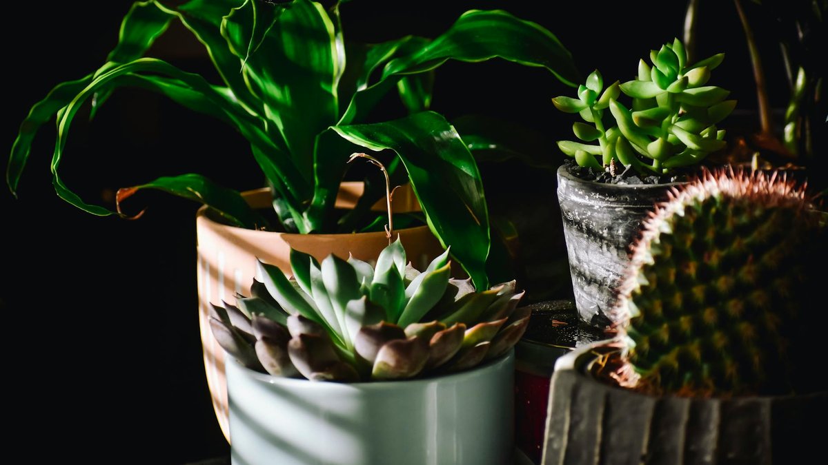 light requirements plants