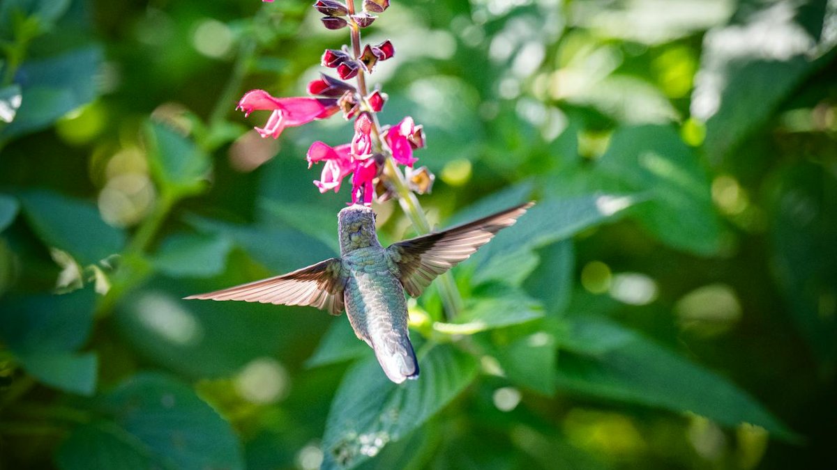 salvia plant hummingbird