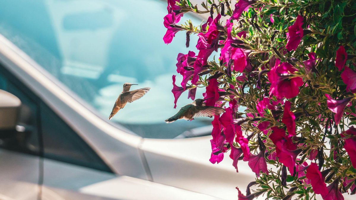 petunia flower hummingbird