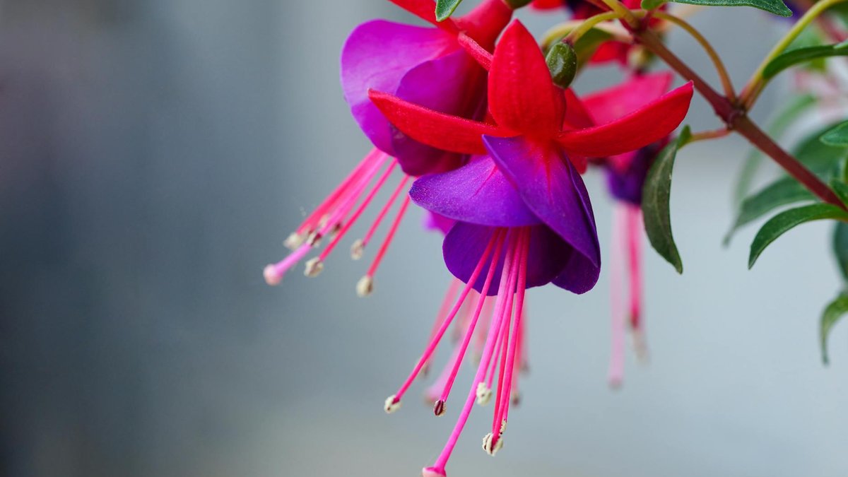fuchsia flower