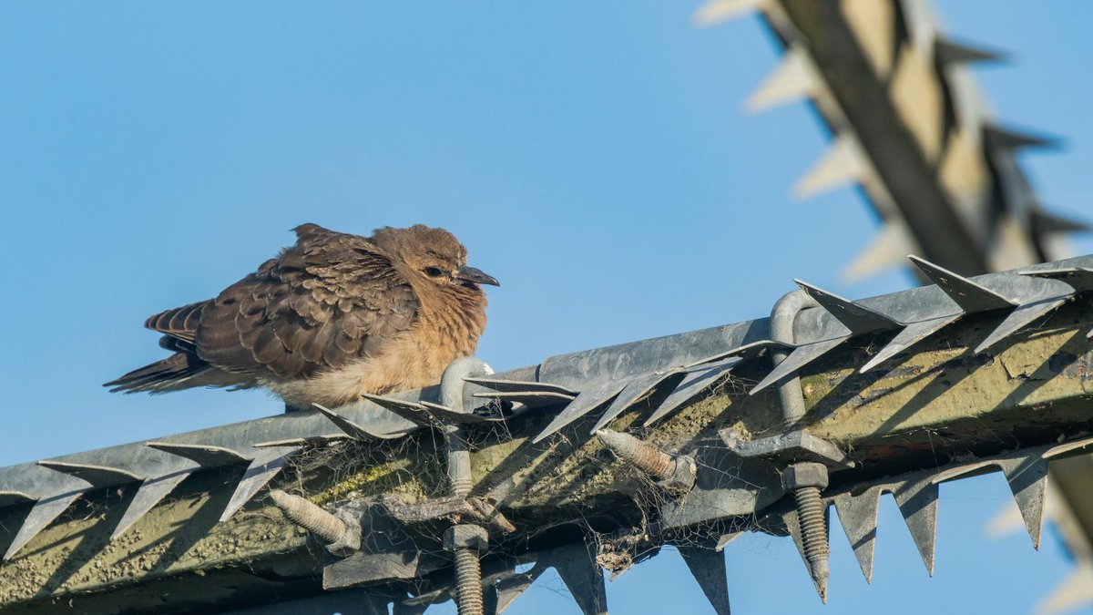 pigeon repellent spikes