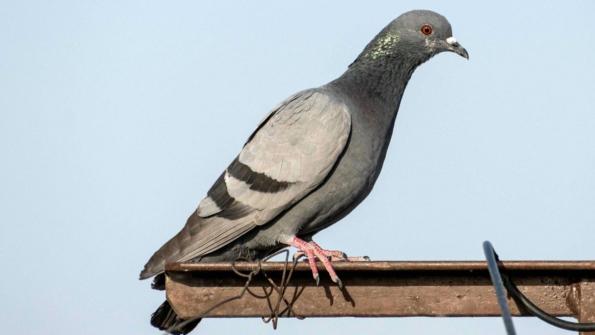 pigeon predator decoy