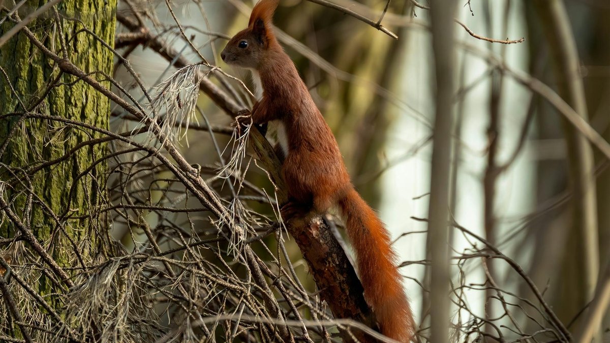 red squirrel protected